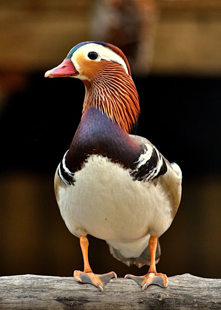 mandarin, duck, zoo